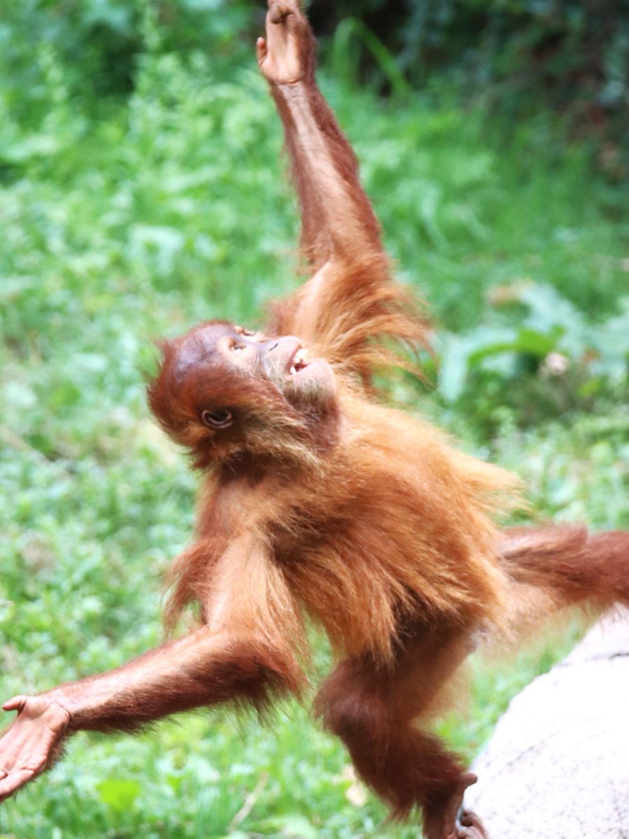 DenverZoo's tweet photo. Same, Siska, same...

Turns out, being a three-year-old Sumatran orangutan is hard work when your day is full of climbing, sliding, hanging and being this cute! 🧡 https://t.co/Pvm1UGeTxD