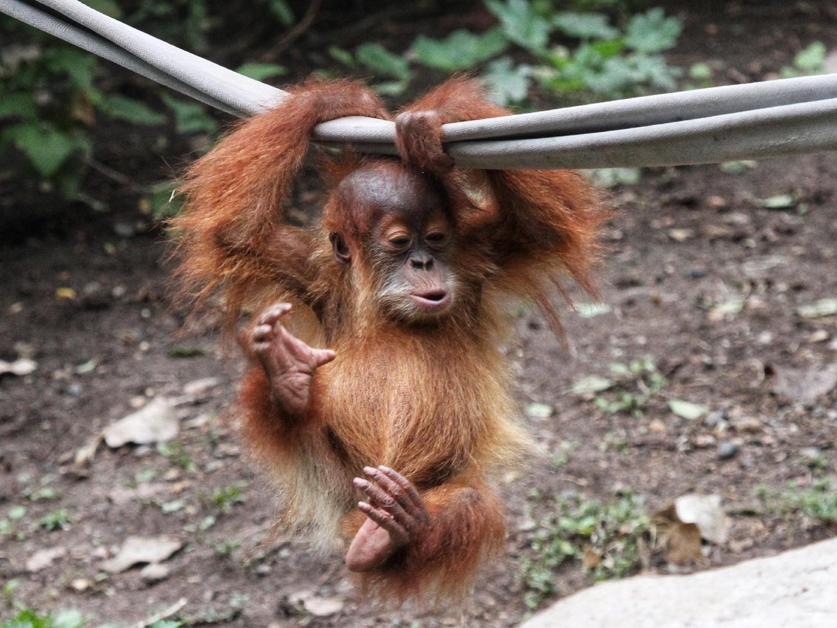 DenverZoo's tweet photo. Same, Siska, same...

Turns out, being a three-year-old Sumatran orangutan is hard work when your day is full of climbing, sliding, hanging and being this cute! 🧡 https://t.co/Pvm1UGeTxD