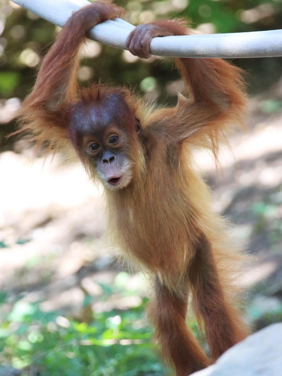 DenverZoo's tweet photo. Same, Siska, same...

Turns out, being a three-year-old Sumatran orangutan is hard work when your day is full of climbing, sliding, hanging and being this cute! 🧡 https://t.co/Pvm1UGeTxD