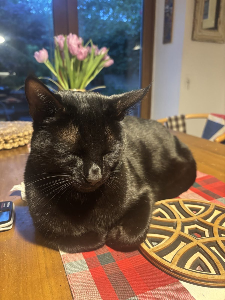 blackscats tweet picture