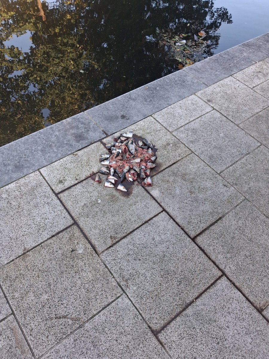 Bucko__1's tweet photo. Pretty grim leaving this on the canal right beside the girls school 🎣🐟 https://t.co/szuumJR8LU