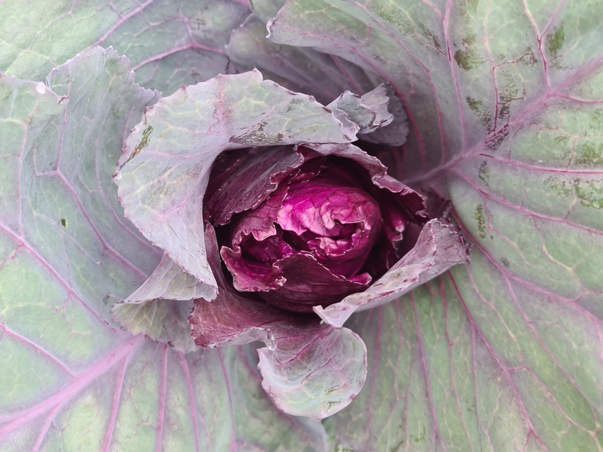 HeerlijkheydsFR's tweet photo. Een kunstwerk toch zo'n paarse spitskool!💜
#moestuin #Frankrijk #PuyDeDôme #spitskool https://t.co/V5SXKCZczZ