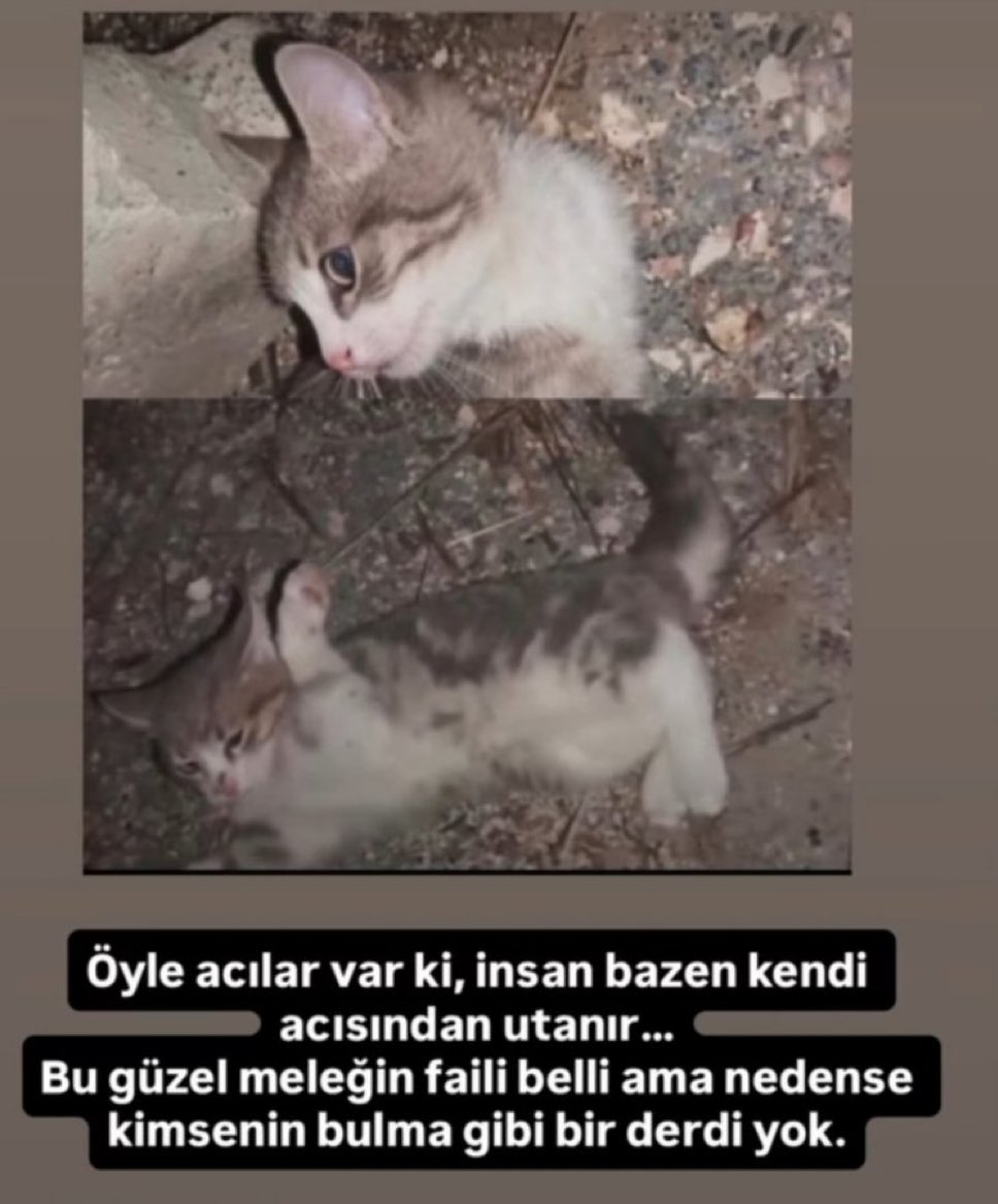 mavikurbaga's tweet photo. Unutmuyorum, unutamıyorum

Minik Adalet Bekliyor https://t.co/60Fm0frL5q