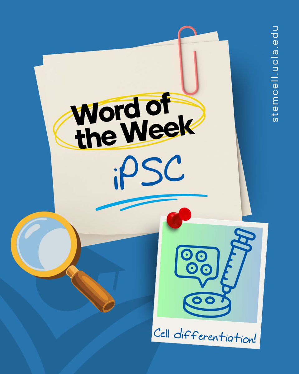 UCLAstemcell's tweet photo. Time travel for cells? Almost. 🧬⏪ iPSC technology lets researchers reprogram adult cells back to an undifferentiated state, so they can become nearly any cell type.
Visit https://t.co/hptEh9Elqv to learn more!
#UCLAStemCell #StemCellResearch #WordoftheWeek #Reprogramming https://t.co/geFl2JEonh