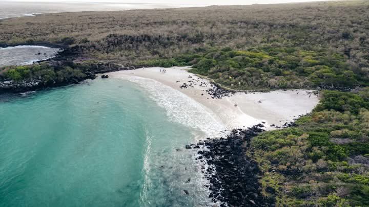 parquegalapagos's tweet photo. INFORMACIÓN IMPORTANTE | Cierre temporal de sitios de visita

Tu seguridad es lo más importante. 

Debido al fuerte oleaje registrado hoy, viernes 9 de octubre, y considerando la información oficial del INOCAR, hemos dispuesto el cierre preventivo de los siguientes sitios de visita, únicamente por el día de hoy:

📍 Santa Cruz

• Playa El Garrapatero
• Tortuga Bay

📍 San Cristóbal

• La Lobería
• Tijeretas
• Puerto Chino

📍 Isabela

• Los Túneles
• Humedales

Nuestros guardaparques se mantienen atentos a las condiciones del mar y en coordinación con las demás autoridades provinciales para precautelar la seguridad de nuestra comunidad y visitantes.

Agradecemos a residentes, turistas, guías y operadores turísticos por su comprensión y por respetar las indicaciones de nuestro personal.

Queremos que disfrutes Galápagos de forma segura. ¡Gracias por tu colaboración!