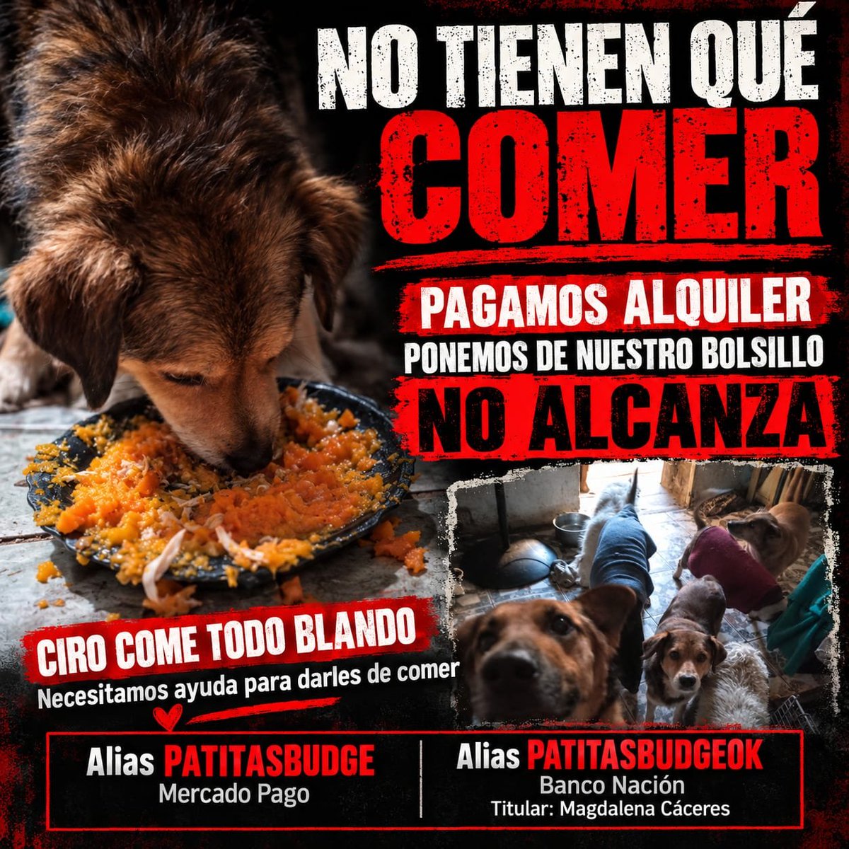 PATITASBUDGE's tweet photo. 🚨💔URGENTE! ESTAMOS SIN ALIMENTO
NO TIENEN QUÉ COMER AYUDA URGENTE

Pagamos alquiler, ponemos plata de nuestros bolsillos no alcanza. Ciro necesita pollo y zapallo todos los días

🙏POR FAVOR Cualquier aporte ayuda

Alias PATITASBUDGE  a
Alias PATITASBUDGEOK 
Magdalena Cáceres https://t.co/qpn4Ig6dSG