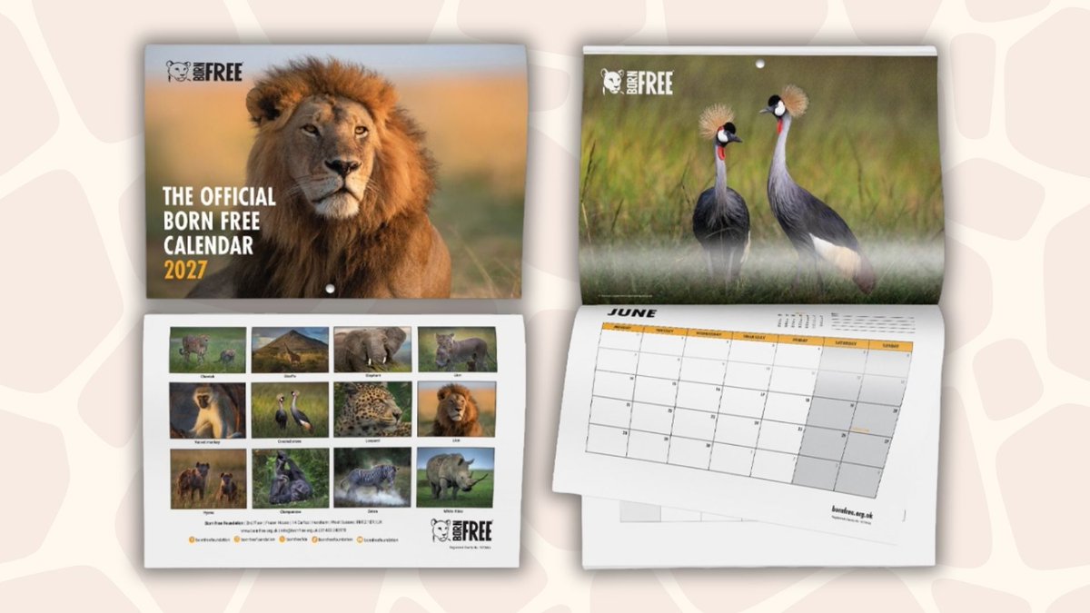 BornFreeFDN's tweet photo. 📅 2027 might feel a long way off, but our new calendar is too beautiful not to share!

The Official Born Free 2027 Calendar is now available, featuring 12 stunning images of African wildlife by acclaimed photographer George Logan.  

Order yours today: https://t.co/WuaeRXhm05 https://t.co/bWzjxlxGNx