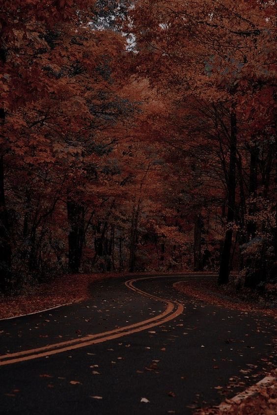 spooky_nature's tweet photo. rainy autumn vibes. https://t.co/Jgrl5Mtf2a
