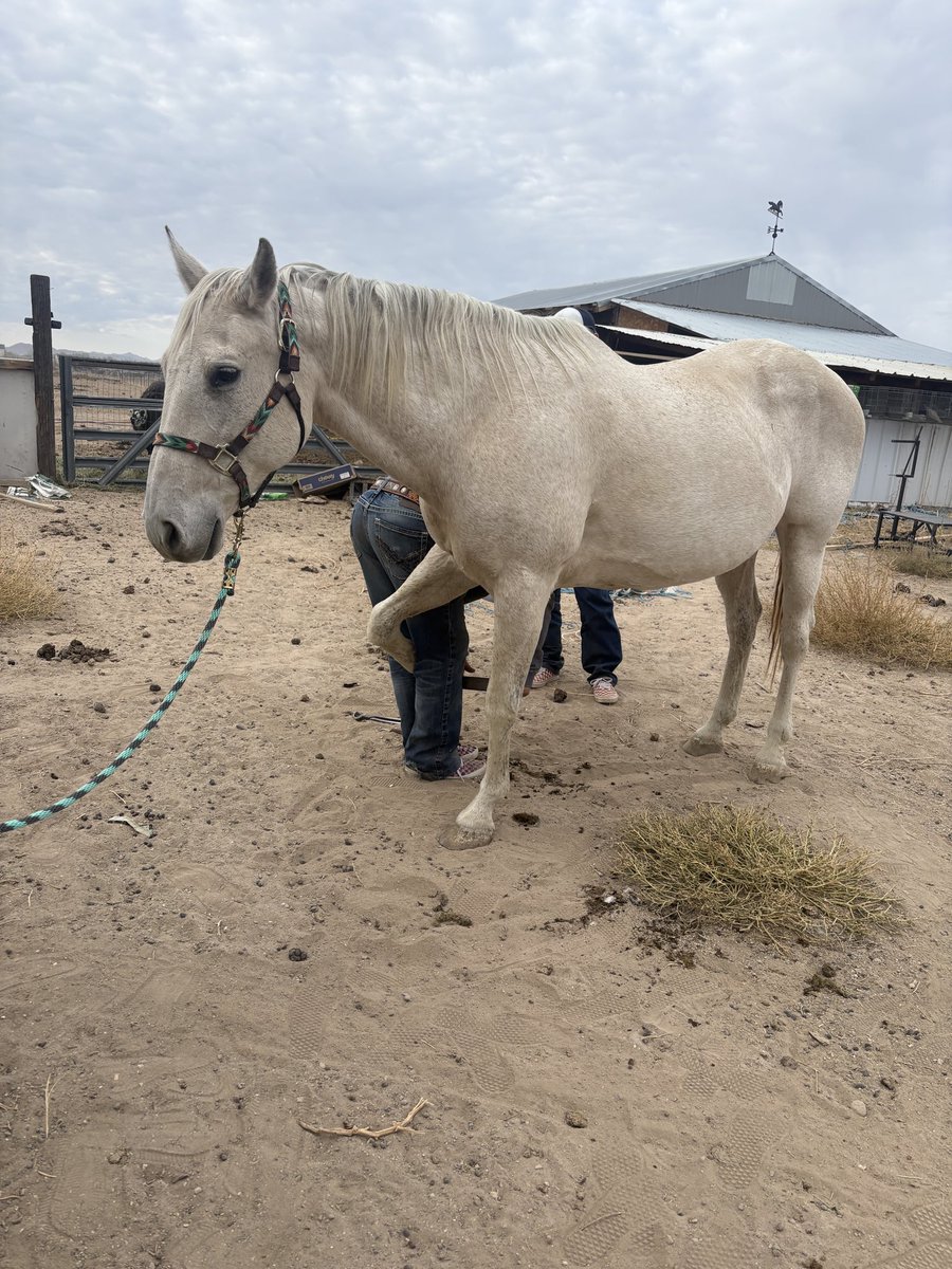 M3RM8iiD's tweet photo. The horses got their pedicures today. 🐴💅🤣

Meanwhile, I’m over here trying to remember the last time I got mine.

Just another day of beautiful chaos on the farm. ❤️🌾

#FarmLife #HorseMom #Homestead https://t.co/Jl7p0D3NET
