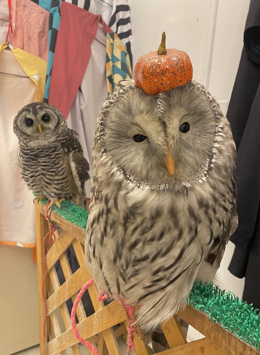 fukurounomise00's tweet photo. こんにちは☀️

🦉🎃💕頭にカボチャをちょこんと乗せたウラルちゃん♪

まん丸ふわふわのウラルちゃん🎃🧡
頭にカボチャを乗せて、ハロウィン気分いっぱいです🥰💕
その隣にはアカアシちゃんも🦉✨
ふたり並ぶと、可愛さ倍増ですね🤭💖

🎃✨ 3連休初日！本日10/10(土)は11:00〜20:00まで営業 しています✨

連休のお出かけ先をお探しの方、まだ予定が決まっていない方も、ぜひ月島へ遊びに来ませんか？☺️💕

個性豊かなフクロウさんたちを間近で眺めたり、ふれあったり、記念写真を撮ったり📸🦉
ここでしか味わえない、ほっこり癒やしの時間を過ごしませんか？🤎

月島名物のもんじゃ焼きと一緒に、フクロウカフェも楽しむ休日はいかがですか？😋✨

ご家族やお友達と一緒に、もちろんおひとりさまも大歓迎です🥰

📩 ご予約はXのDMからも受付中！

本日20時まで、可愛いフクロウさんたちと一緒に皆さまのご来店をお待ちしています🦉💕
ぜひ会いに来てくださいね🎃✨

#フクロウのみせ #月島フクロウカフェ #フクロウカフェ #owlcafe #月島 #ウラルちゃん #アカアシちゃん #ハロウィン #かぼちゃ #3連休のお出かけ #東京観光 #月島もんじゃ #フクロウ好きと繋がりたい