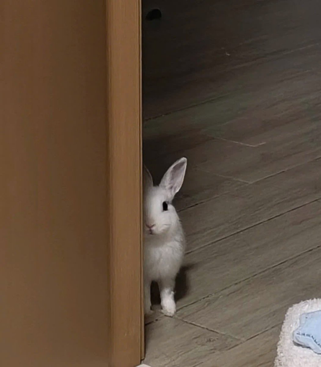hollbunny's tweet photo. oh Hello Bunny https://t.co/mKXofupAmo