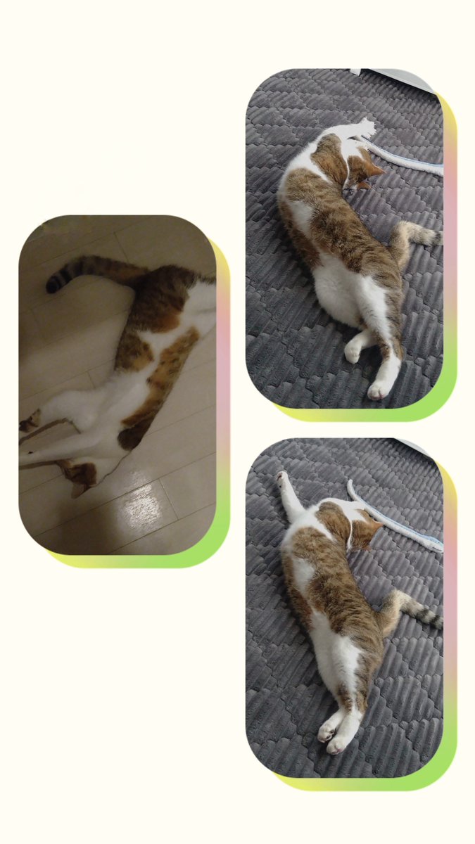 WhitEMan9wonS's tweet photo. 他の誰もが興味無かろうと、私は愛猫がひっくり返ってのびている姿が好きだ。
#猫のいる暮らし #猫好きさんと繋がりたい https://t.co/pJVxVIL2bW