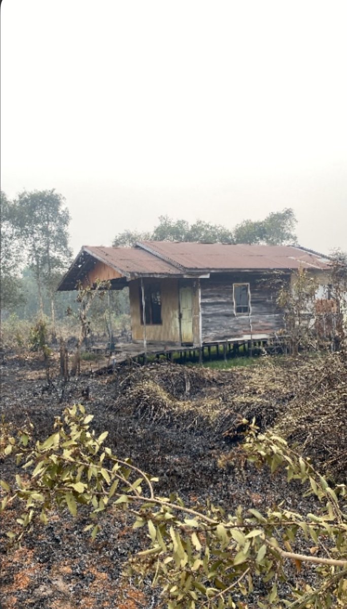 vier4x4's tweet photo. “Bagaimana ini? Pemadam tidak bisa masuk. Di sana banyak pohon galam yang terbakar. Bagaimana dengan rumahku? Rumahku sudah dikelilingi api, sementara airku tinggal segini.”
Ucap seorang petani yang rumahnya berada di tengah hutan, terjebak kobaran api karena tidak ada akses bagi pemadam kebakaran untuk masuk.

Sementara rakyat berjuang menyelamatkan rumah dan nyawa, pemerintah masih bisa berjoget ria dan tertawa.

sumber: nranisayani