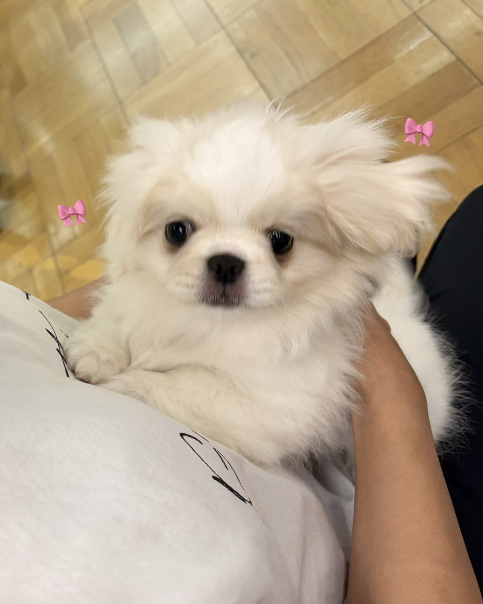 Fg_xou's tweet photo. 家族が増えました…👪🎀

生後3ヶ月のペキニーズの男の子🐶
なまえはラテくん☕✧

わんちゃんとの生活なんて10ねんぶりで緊張
してるよー( ᵒ̴̶̷̥́ωᵒ̴̶̷̣̥̀ )
これから末永くよろしくね〜🫶🏻⭐️⭐️ https://t.co/XI4f3ACrUb