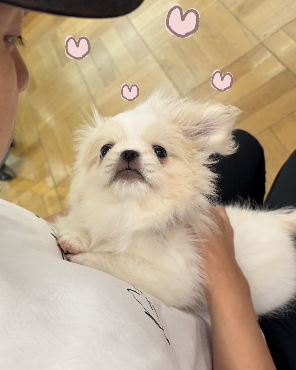 Fg_xou's tweet photo. 家族が増えました…👪🎀

生後3ヶ月のペキニーズの男の子🐶
なまえはラテくん☕✧

わんちゃんとの生活なんて10ねんぶりで緊張
してるよー( ᵒ̴̶̷̥́ωᵒ̴̶̷̣̥̀ )
これから末永くよろしくね〜🫶🏻⭐️⭐️ https://t.co/XI4f3ACrUb
