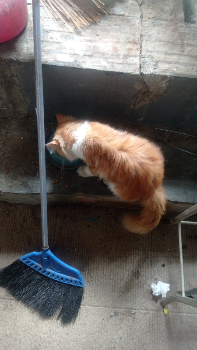 Blackgame_dev's tweet photo. @LyonzGambles buy some food my cats 

stake : lowbudge https://t.co/pbf8Z5Epgj