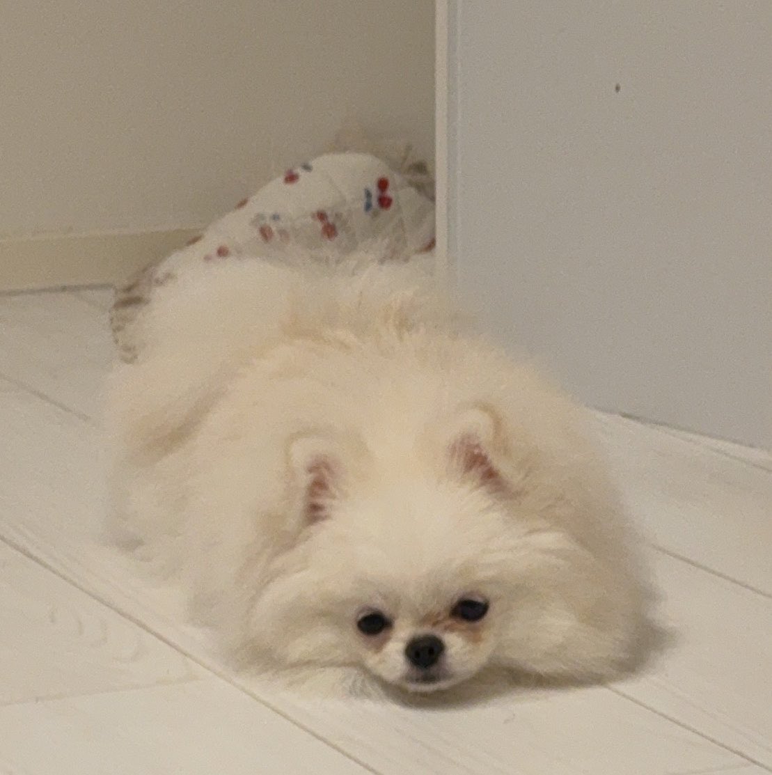 koyuratu_'s tweet photo. https://t.co/12P4DxHtrt