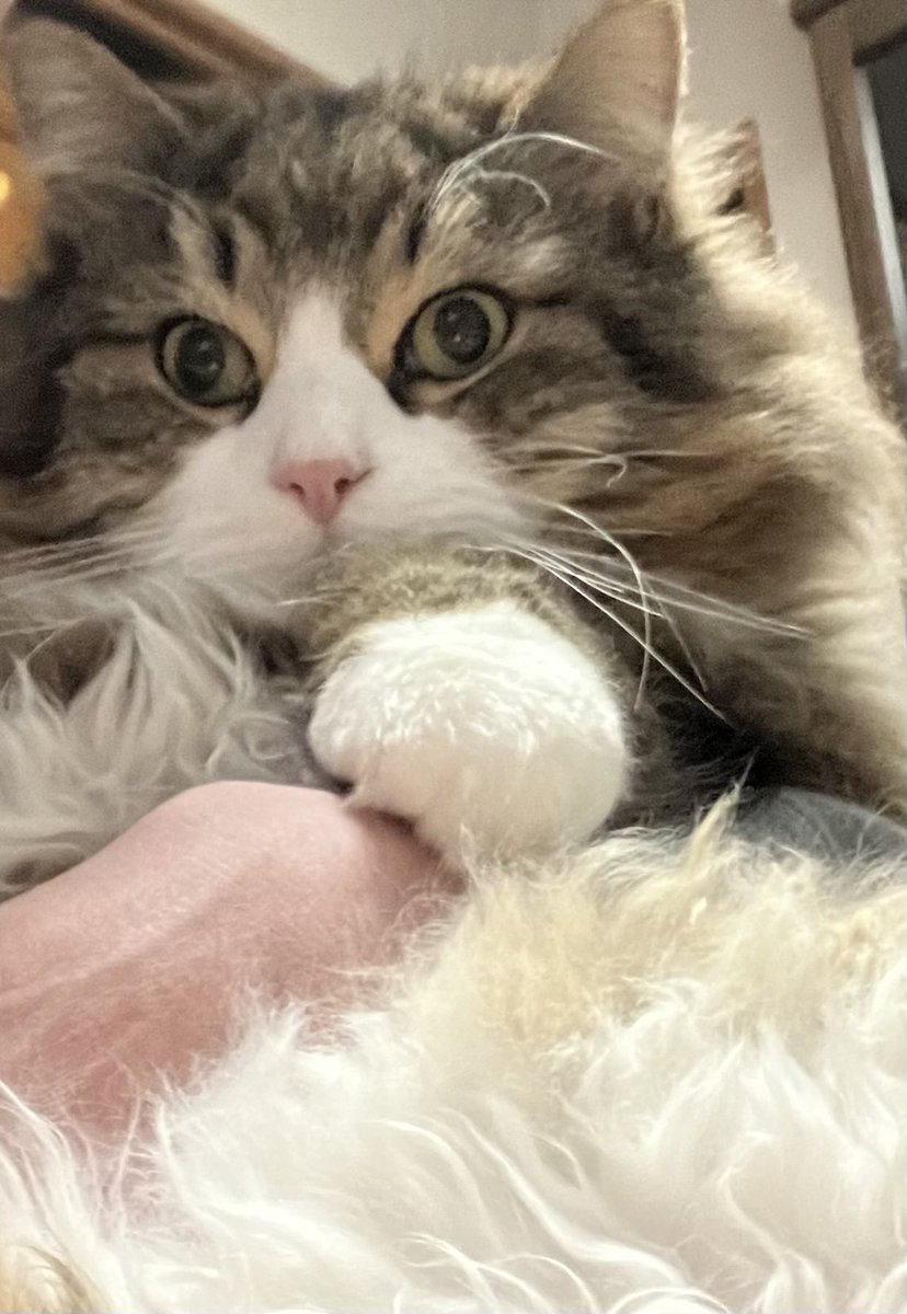 S1kaYzyb's tweet photo. サイベリアンだけど普通に猫アレルギーが出る
それでも抱きしめる https://t.co/oYQO0K1wVX