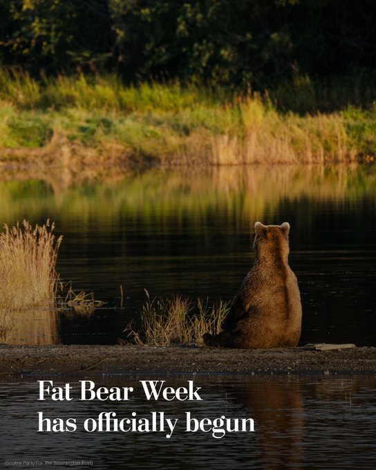 Armin2020Stark's tweet photo. #fatbearweek https://t.co/itA4ZIuGJI