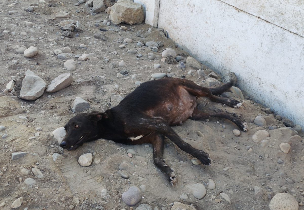 PatasRefugio's tweet photo. 💔 NO QUEREMOS QUE MÁS VIDAS NAZCAN PARA CONOCER EL ABANDONO. 
AYÚDANOS A DETENER ESTE SUFRIMIENTO. 🐾🙏
Ella es una perrita de la calle de tamaño mediano a grande y tiene aproximadamente un mes o mes y medio de gestación. 
Una perrita más de las tantas que sobreviven en nuestras calles, sin un hogar, sin protección y sin saber qué será de su futuro.
Hoy tenemos la oportunidad de evitar que más pequeños vengan a este mundo a sufrir.
💔 Porque la realidad es cruel. 
A los perritos mestizos, especialmente a los negritos y de tamaño mediano/grande, casi nadie los quiere adoptar. 
Muchos crecen sin conocer una familia, sobreviven entre los arenales, pasan hambre, se llenan de pulgas y garrapatas, enferman y, en el peor de los casos, terminan muriendo atropellados o de inanición.
¿Cuántos más tienen que nacer para terminar abandonados, invisibles y olvidados? 😭
No queremos que sus bebés tengan que conocer ese mismo destino. Por eso queremos ayudarla y detener esta gestación mediante una cesárea, pero necesitamos manos solidarias que nos ayuden a hacerlo posible.
🙏 HOY NECESITAMOS DE TU CORAZÓN Y TU SOLIDARIDAD:
🐾 Medicación para atenderla.
 🐾 Bravecto para protegerla de pulgas y garrapatas. 
🐾 Sacos de croquetas para alimentarla. 
🐾 S/ 200 para cubrir el costo de su cesárea.
Cada aporte, por pequeño que parezca, puede marcar una enorme diferencia en su vida. 
No importa si puedes ayudar con S/ 5, S/ 10, S/ 20 o con alguno de los insumos que necesitamos. 
Lo importante es que no la dejemos sola.

❤️ En PATAS REFUGIO sabemos que no podemos salvarlos a todos, pero mientras tengamos la posibilidad de cambiar el destino de uno, no dejaremos de intentarlo.

Albergamos a más de 150 perritos y cada día luchamos por darles alimento, atención y una oportunidad. 
Pero también necesitamos de ustedes. 
La responsabilidad de ayudar a los animales en situación de abandono no puede recaer solamente en los albergues. 
Todos podemos hacer algo.
No necesitas tener un refugio para salvar una vida. 
No necesitas tener mucho dinero para ser solidario. 
A veces, lo que para nosotros es una pequeña ayuda, para ellos significa la diferencia entre el sufrimiento y una oportunidad de vivir.
🙏 Hoy te pedimos que nos ayudes a ayudarla. Súmate, comparte esta publicación, etiqueta a personas que puedan colaborar y ayúdanos a reunir lo necesario para atenderla.
Que su color, su tamaño o el hecho de ser mestiza no determinen su destino. 
Ella también merece una oportunidad. 
Ella también merece que alguien se preocupe por su vida.
💔 NO MÁS VIDAS CONDENADAS AL ABANDONO. MÁS COMPASIÓN, MÁS SOLIDARIDAD Y MÁS OPORTUNIDADES.
🐾 Si puedes ayudarnos, escríbenos. 
Si no puedes aportar, comparte. Quizás entre todos podamos hacer por ella lo que nadie ha hecho hasta hoy: tenderle una mano.
AYÚDANOS A QUE SU HISTORIA NO TERMINE EN SUFRIMIENTO. ❤️🐶

💜Yape 💚Plin 926 233 285 
Giovanna Puquio 

#PatasRefugio #AyudaAnimal #EsterilizarEsSalvarVidas #AdoptaNoCompres #NoAlAbandonoAnimal