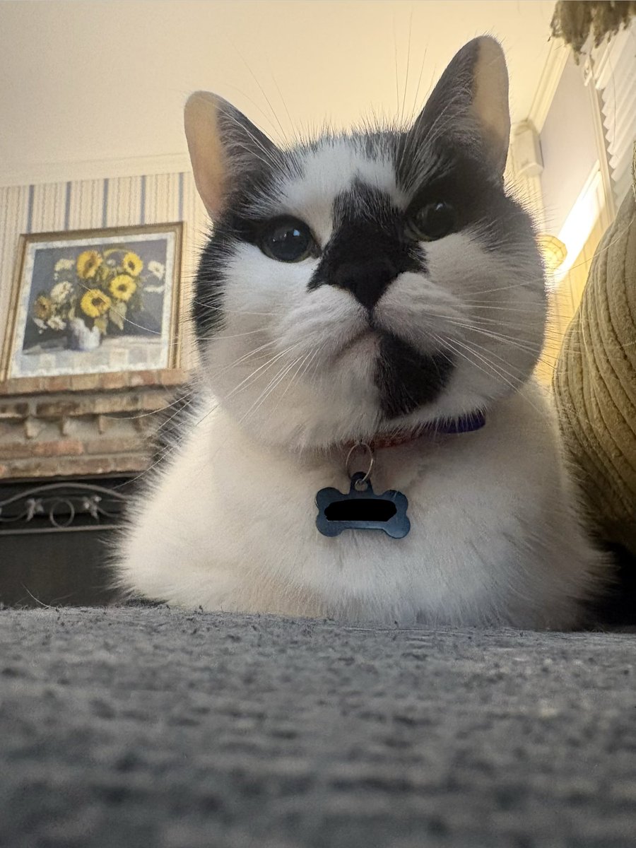 emilyjobot's tweet photo. tully bengaltiger 🖤 https://t.co/nIgAQZbgYR