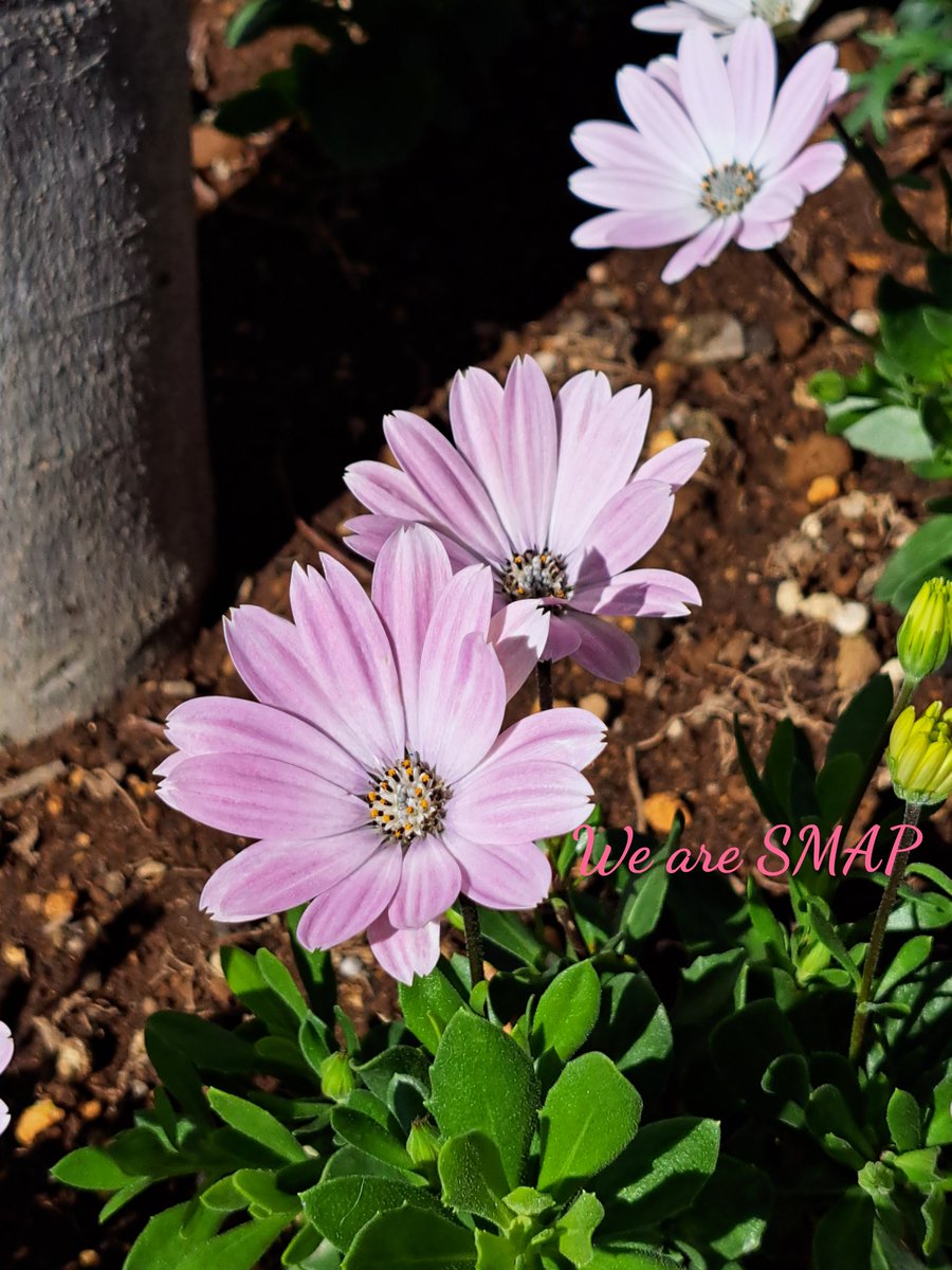 KACCA9372's tweet photo. 2026.10.10
おはよ🌞
今日も #SMAP が大好きです🌟
#私の_世界に一つだけの花 #SMAPとファンが笑顔になりますように #スマ写真部 https://t.co/JIOfcL9N1m
