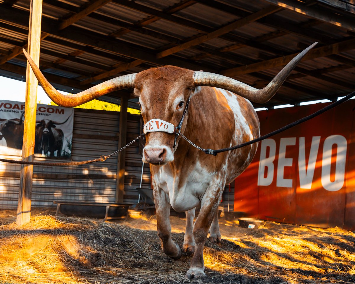 TexasLonghorns's tweet photo. the big fella is ready for the weekend 🤘

#HookEm https://t.co/FN9KE596iI