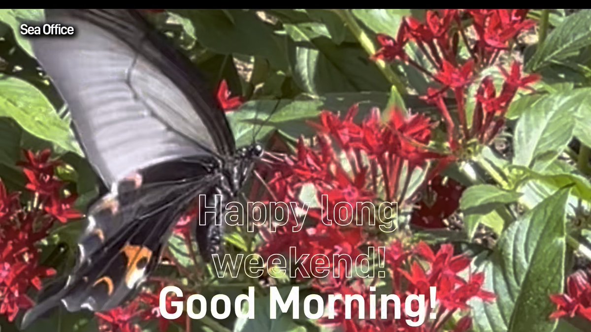 A greeting graphic featuring a black butterfly on red flowers with the text 'Happy long weekend! Good Morning!' and 'Sea Office' in the corner.