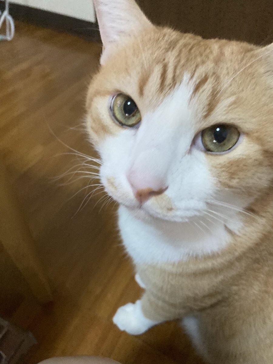 shasha_koko_'s tweet photo. ごはんくだしゃい https://t.co/AMJ2MdqlLw