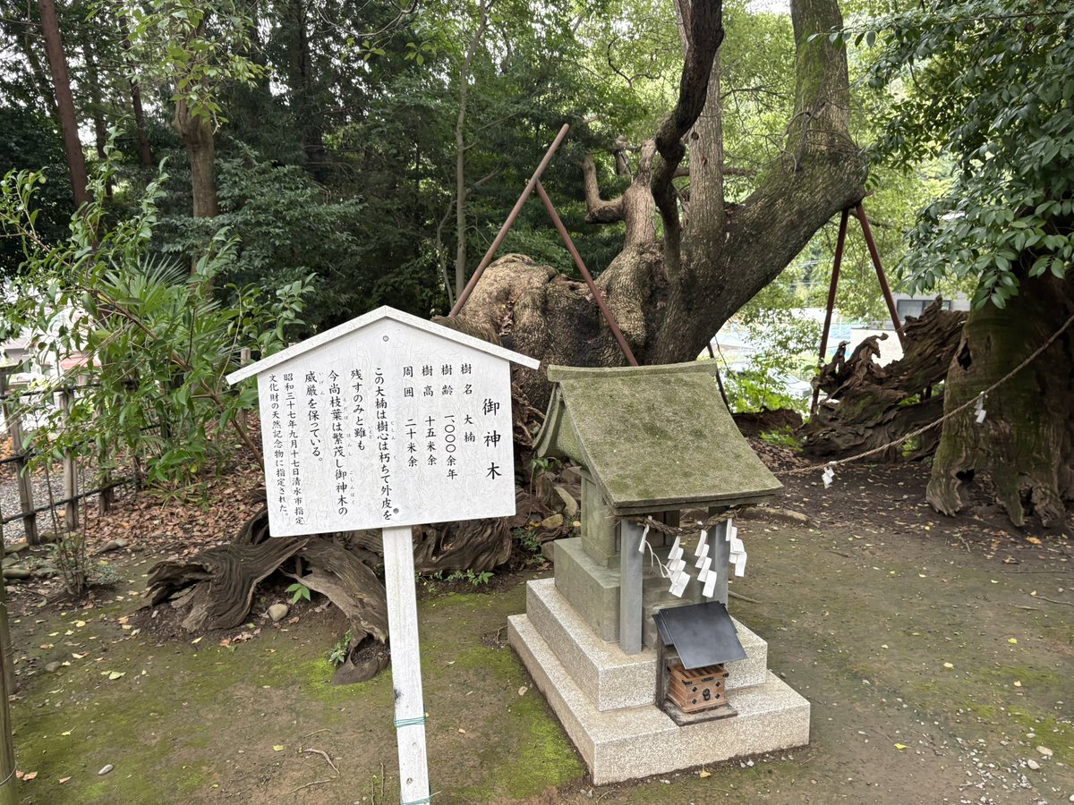 KT85205597's tweet photo. 草薙駅近くでシェアサイクル借りて来ました。草薙神社。緩い登り坂で徒歩ではちょっと遠く、アシストなし自転車ではキツそう。
思ったよりコンパクトな感じ。ですが、歴史のありそうな雰囲気。
調べると「創��123年」と、123年しか経ってないの？と勘違いしそうな年が書いてありました。
#草薙神社 https://t.co/UDKFo2tICN