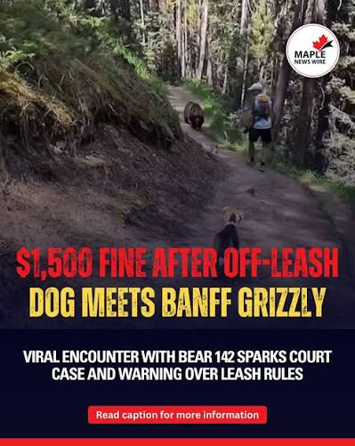 Willj3dm's tweet photo. Two tiers of justice in Banff National Park. A tourist pays a $1500 fine, but Supt Sal Rasheed gets a $0 "internal matter" free pass for the exact same rule he governs. He claimed it was isolated, but locals repeatedly saw his off-leash dog on Tunnel Mtn, once chasing wildlife. https://t.co/zw7iuU0nY7