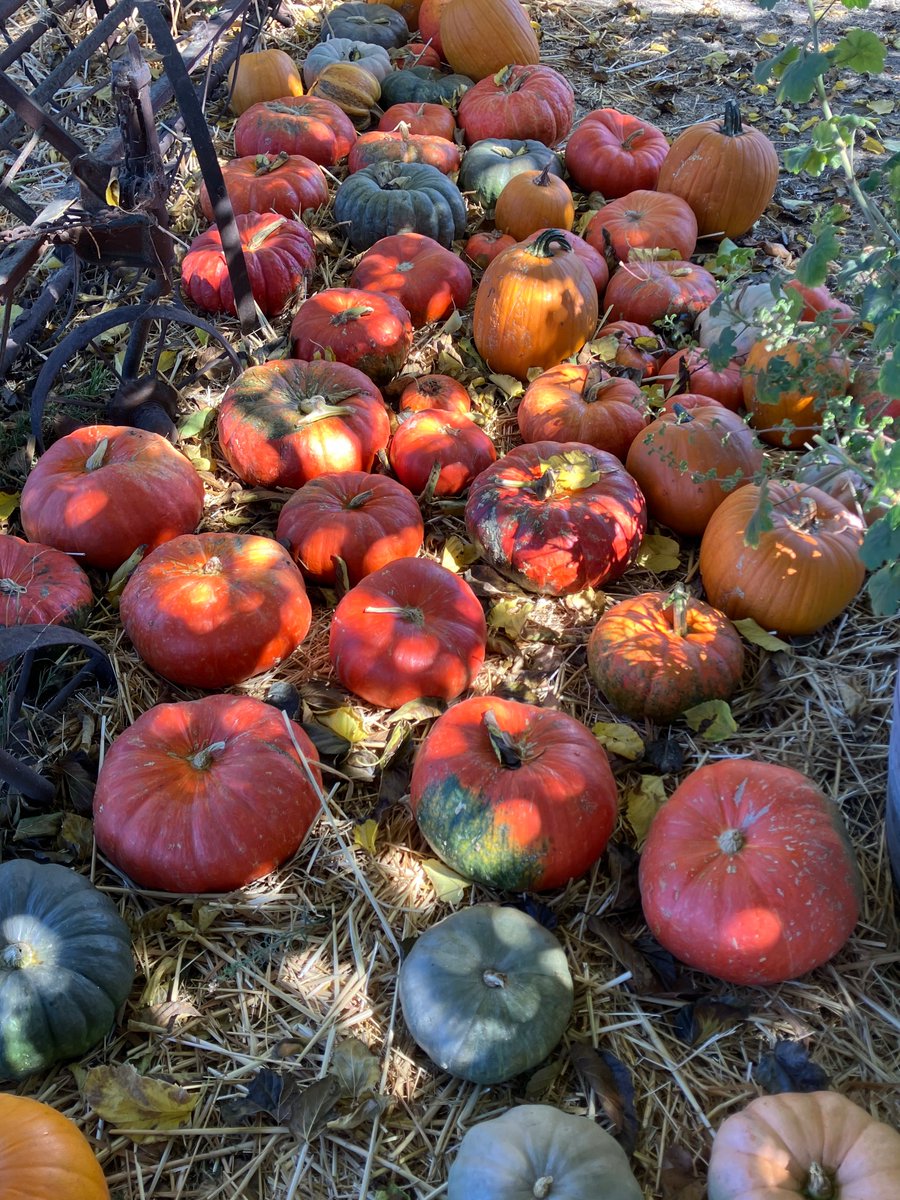 RK3434's tweet photo. Fall things that caught my attention. A nice crisp 80 degrees today. https://t.co/gPp0Fvmg3Z