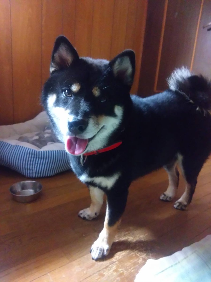 shibanoakun's tweet photo. ［10/10の望愛］
おはようございますワン☀
昨日の夕方のお散歩で主の身内の家付近に最近引っ越ししてきたご家族さん達に遭遇し可愛い❤と言われニコニコ🐕‍🦺
朝のお散歩でも遭遇し、触って頂きましたワン✨️
宜しくお願いしますワン🙏
皆様素敵な三連休お過ごしくださいですワン✨️by望愛
#黒柴 #柴犬 https://t.co/1GfvCDNw3N