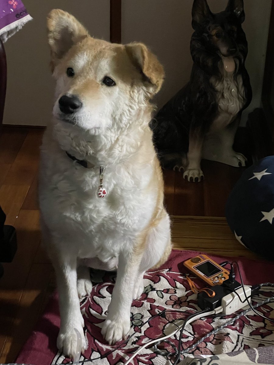 kou_coss's tweet photo. うちの秋田のようでゴールデンのようで天パが凄い謎犬 https://t.co/w1TklRyR0L
