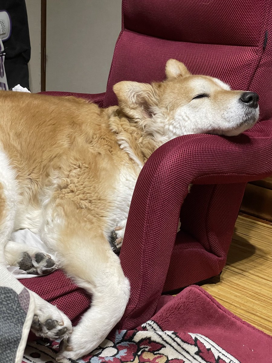 kou_coss's tweet photo. うちの秋田のようでゴールデンのようで天パが凄い謎犬 https://t.co/w1TklRyR0L
