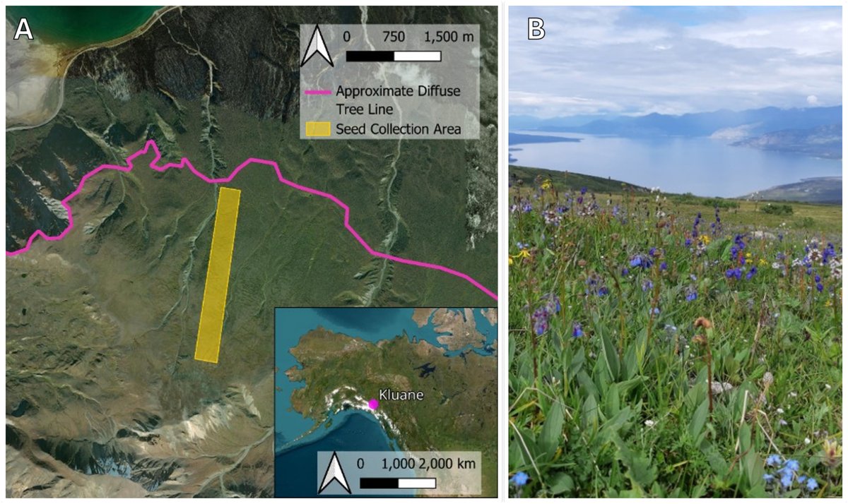 Botany_Journal's tweet photo. 📢Editor's Choice: 
📰The opposing effects of shortened days and cooling temperatures on tundra plant senescence

✒️Bonner et al.
🔗https://t.co/FvxTIrdzHT

📷cjb-2026-0002_F1 https://t.co/8UixsTA2r7