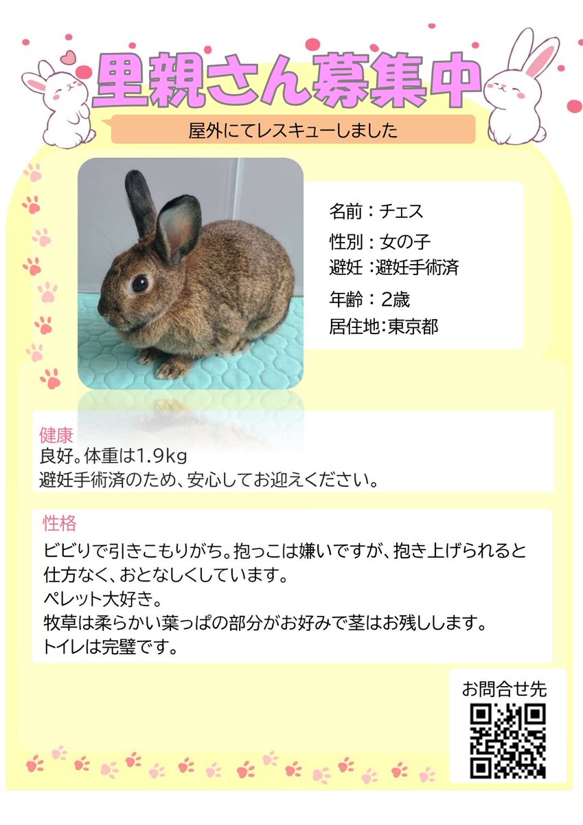 JohanUsagisuki's tweet photo. 来週10/17(土)は東陽町で

🐰ラビネスフェスタ🐰

保護うさぎさんと会えるブースに千葉県保護の"チェスちゃん""ダイちゃん"を連れて参加します🥜
(千葉県にルーツのあるイベントなのです)

９月に千葉県で保護して現在経過観察中の樹(いつき)くんのチラシも置いてもらいます♪

遊びにきてね💓 https://t.co/IItnEe3ybo