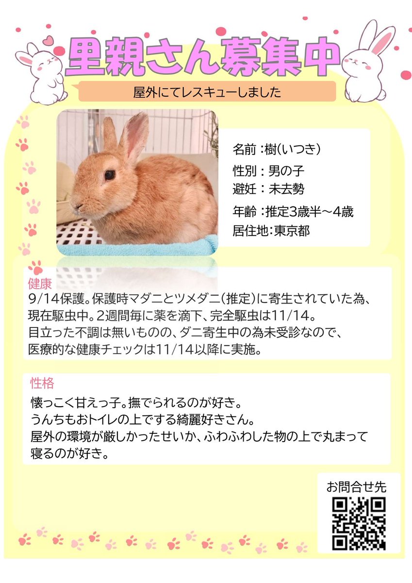 JohanUsagisuki's tweet photo. 来週10/17(土)は東陽町で

🐰ラビネスフェスタ🐰

保護うさぎさんと会えるブースに千葉県保護の"チェスちゃん""ダイちゃん"を連れて参加します🥜
(千葉県にルーツのあるイベントなのです)

９月に千葉県で保護して現在経過観察中の樹(いつき)くんのチラシも置いてもらいます♪

遊びにきてね💓 https://t.co/IItnEe3ybo