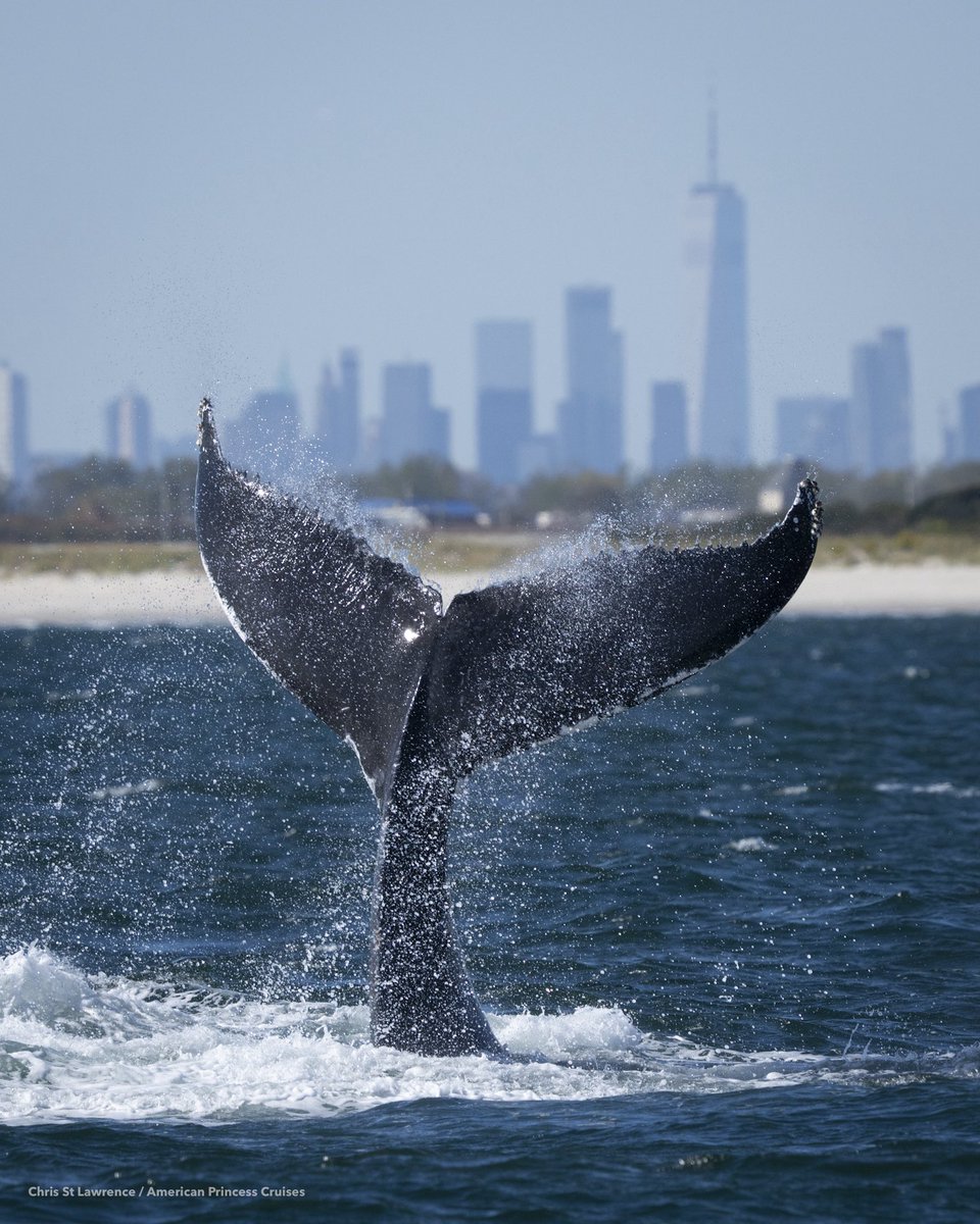 chrisstIawrence's tweet photo. whale migration is happening. right now. in new york city. this was today. https://t.co/J9anFoTzRo