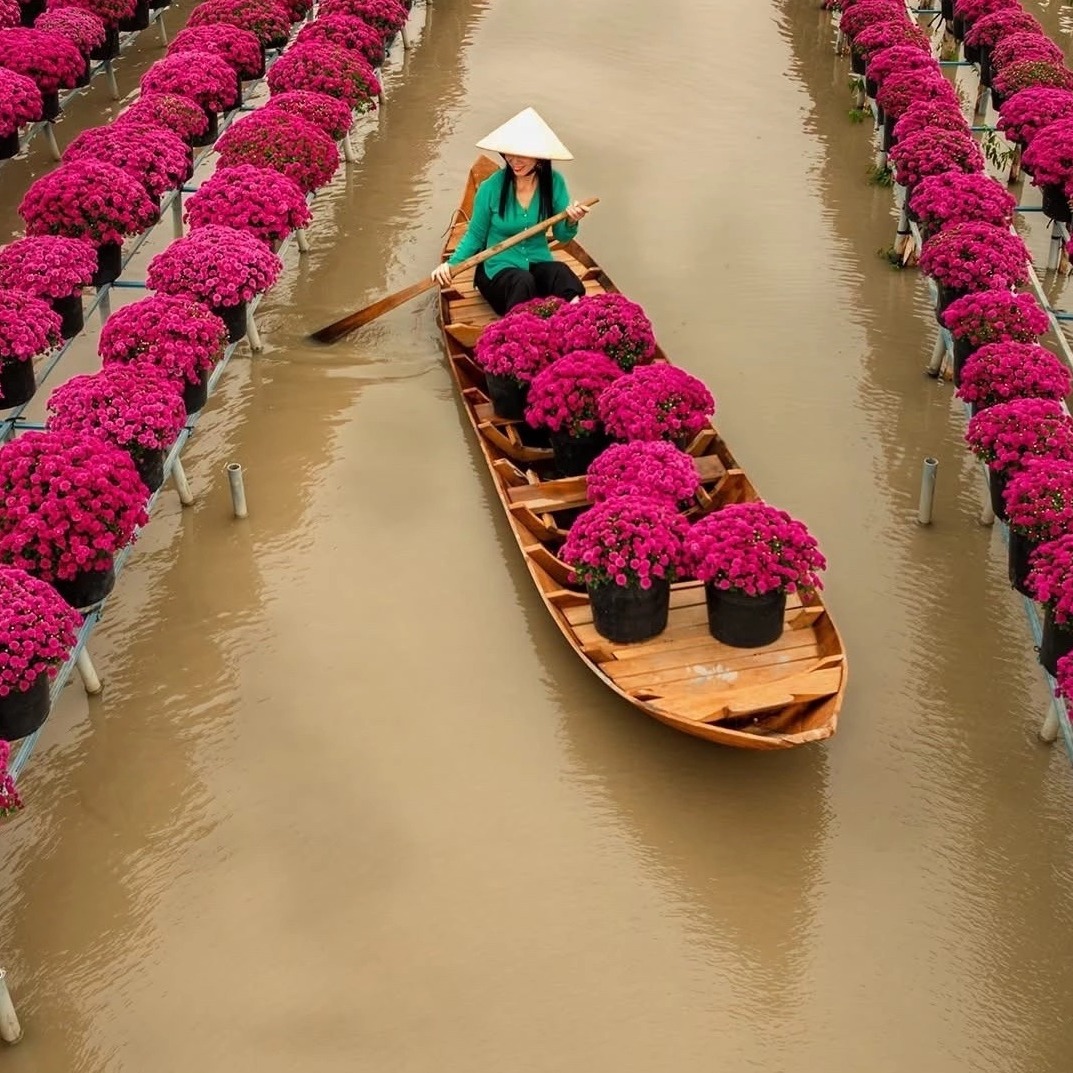 ramonpinto4's tweet photo. Sa Dec Flower Village blooms with Mekong Delta charm. Stroll among chrysanthemums, roses, and orchids, watch farmers navigate flooded gardens by boat, and experience the warmth of Dong Thap’s riverland heritage. https://t.co/eiIr5oRLro