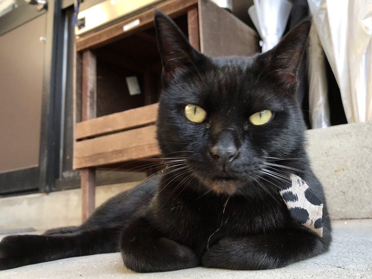 bijutsu1's tweet photo. 時をかける猫ねこ195 "Cats Who Leapt Through Time" (20171009) 

『ケンちゃん🐈‍⬛Ken-chan』🎨ほぼ 9年前🎨朝、事務所前で休館していましたニャ。#尾道市立美術館 #尾道 #猫 https://t.co/Uc4wM3WzL9
