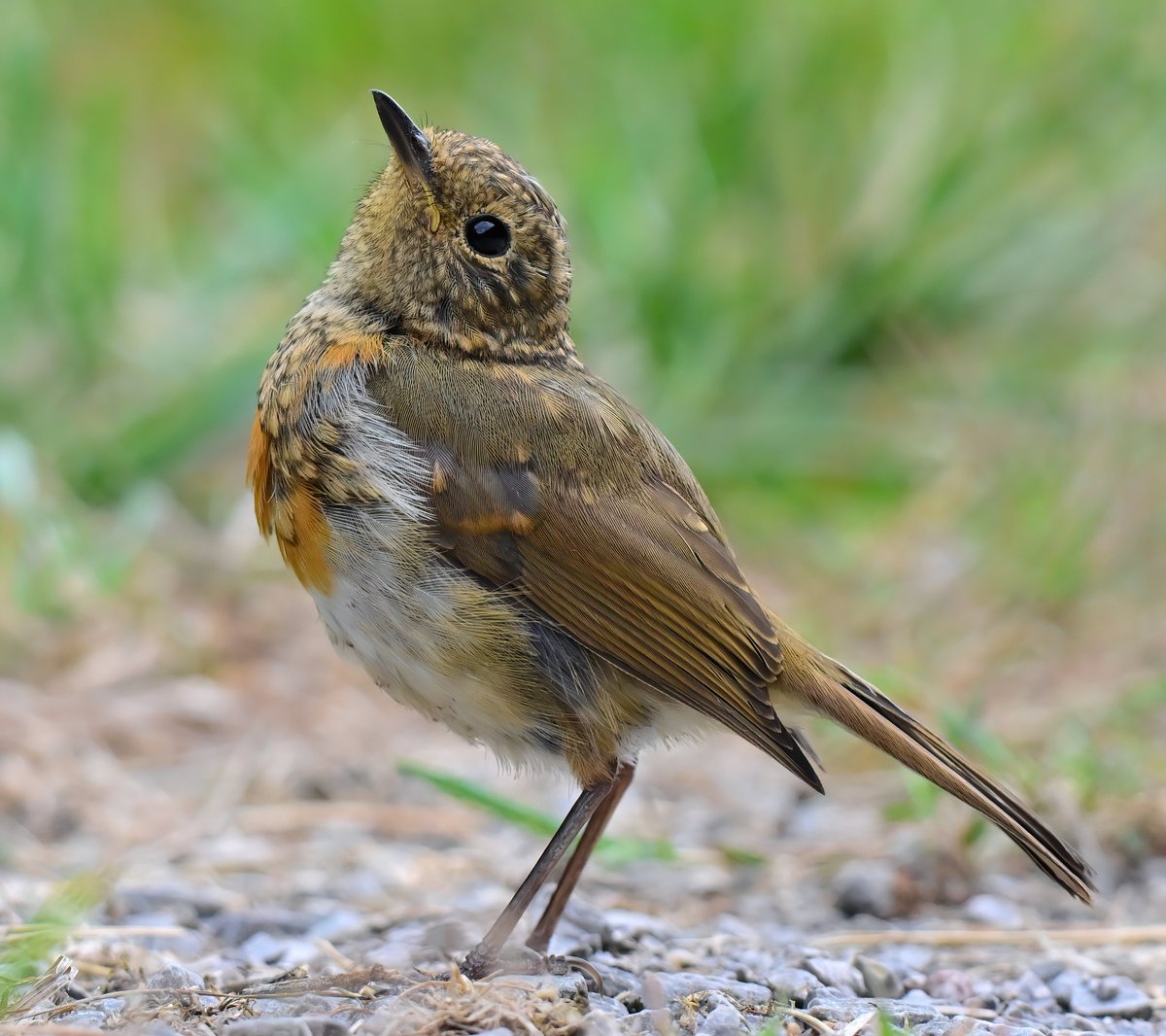 CarlBovisNature's tweet photo. Things are looking up for this adorable juvenile Robin! 😍
 Taken recently at RSPB Ham Wall in Somerset. 😊🐦 https://t.co/TtFBv9Bdjd