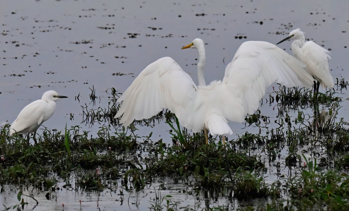 CarlBovisNature's tweet photo. All three Egrets seen in Britain together! 😀
 Left to right... Cattle Egret, Great White Egret and Little Egret! 😍
 Taken recently at RSPB Ham Wall in Somerset. 😊🐦 https://t.co/0Bu6vVf2ow