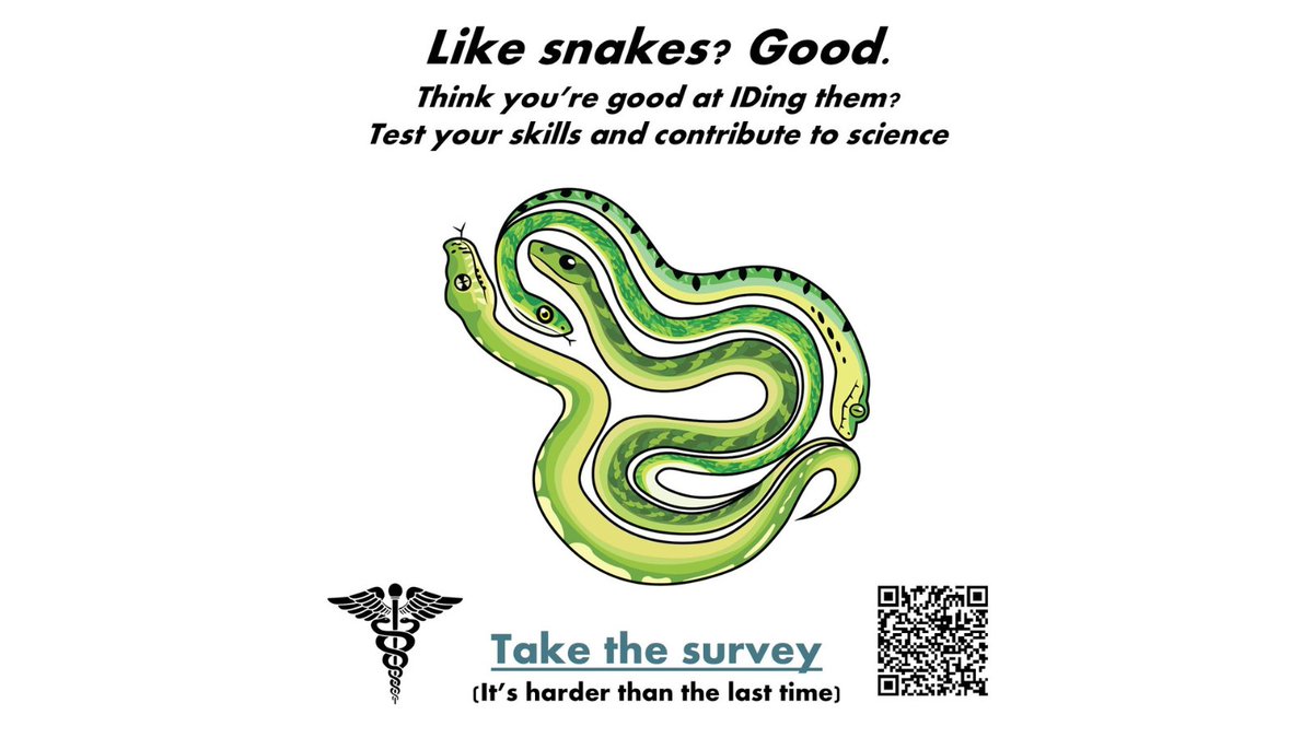 savethesnakes's tweet photo. 🐍 Think you know your snakes? Test your skills for science! 🧪

Take the Snake ID Challenge III to help researchers train tools for snakebite treatment &amp; species conservation.

🗓 Oct 5 – Nov 30 
🏆 Win books &amp; HerpMapper badges! 
🚫 No AI allowed
🔗 https://t.co/6sVuVVZbj5 https://t.co/aaMhWmIxQJ
