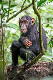sttyyj's tweet photo. @Fedd_fed @alvarosahr habla bien chimpance, de que zoologico vienes?

📸 https://t.co/xqhfgVIYAB