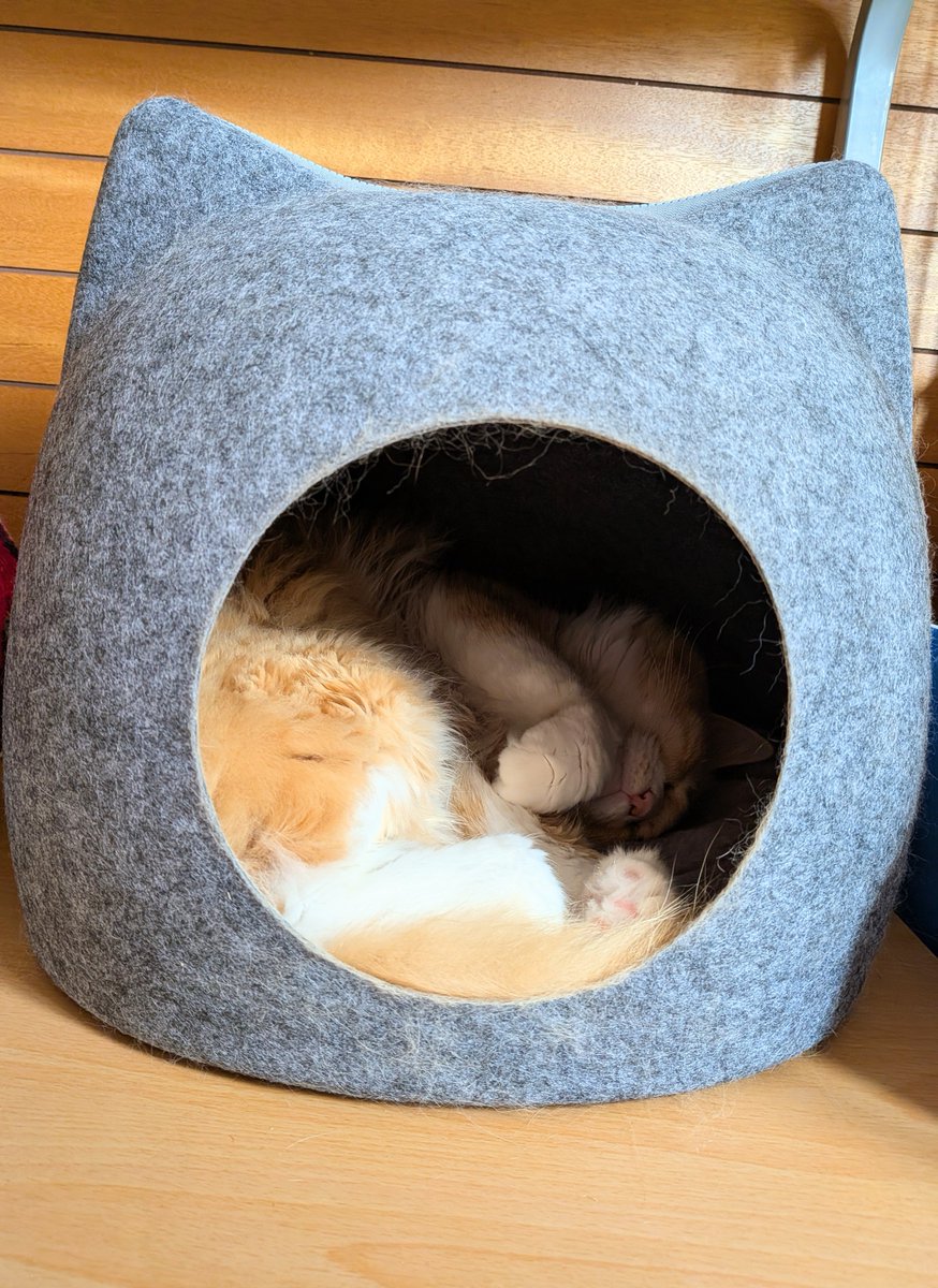 yuriha313's tweet photo. 去年は見向きもしなかったのに、今秋出してみたらお昼寝に使ってくれた🥰
丁度良いかわいいぃぃぃ💘💘
🐱.。o○（外がうるさいにゃ？）
😾<撮影えぬじいにゃฅ⁠💢

先日、雑貨屋さんで見かけた黒猫のミニポーチが今更欲しくなってきた…
買えばよかったなー
買いに行こうかな🐈‍⬛ https://t.co/JQAJydK6nf