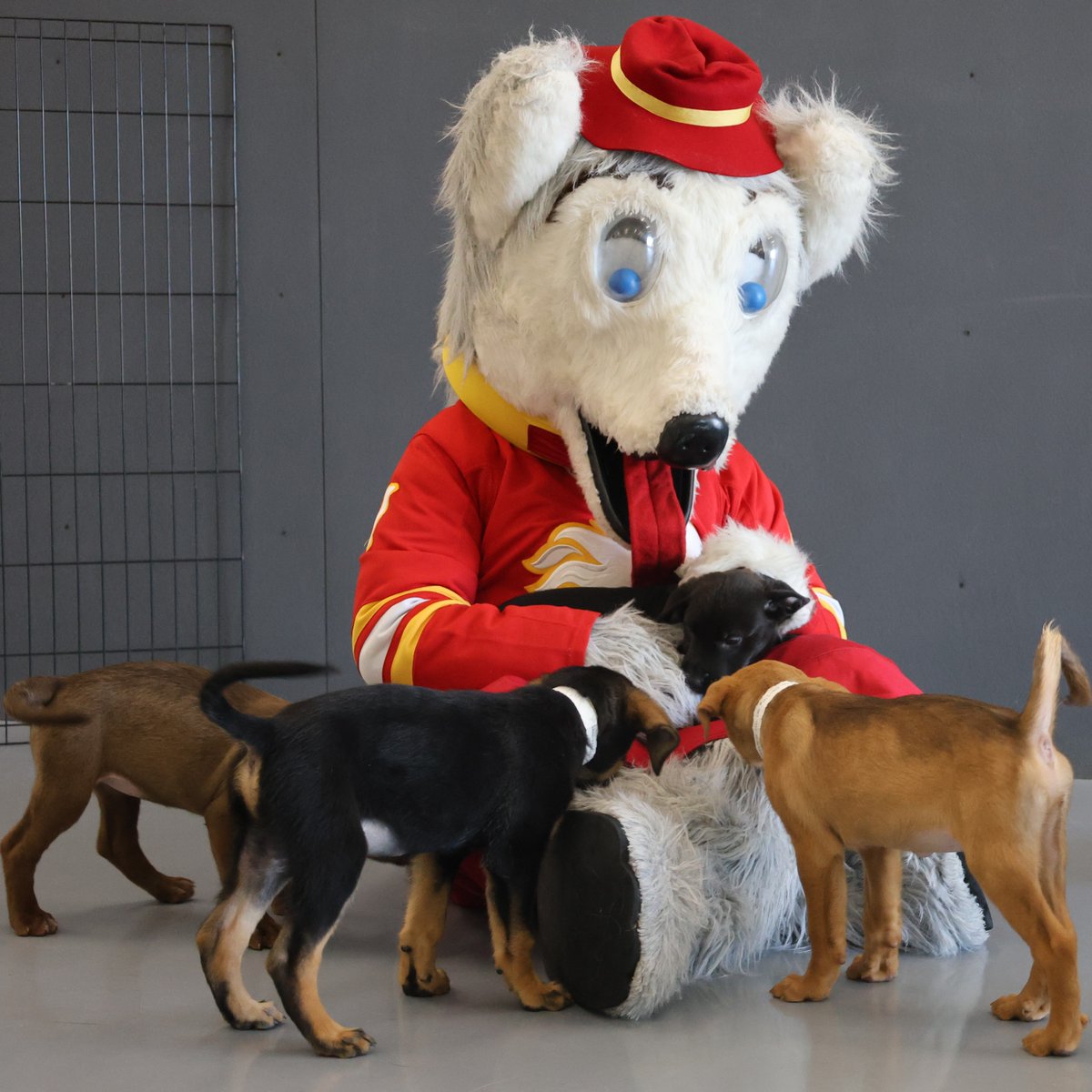CalgaryHumane's tweet photo. 🔥 GO FLAMES GO 🔥

🏒 We are sponsoring the Calgary Flames vs. Anaheim Ducks game tomorrow night. Stop by our booth, make a donation, and enter to win a SIGNED Flames jersey! 

Use the link below to donate today!

https://t.co/u1VMPqhRIm

#CalgaryFlames #CalgaryHumaneSociety https://t.co/p1AVILCI1M
