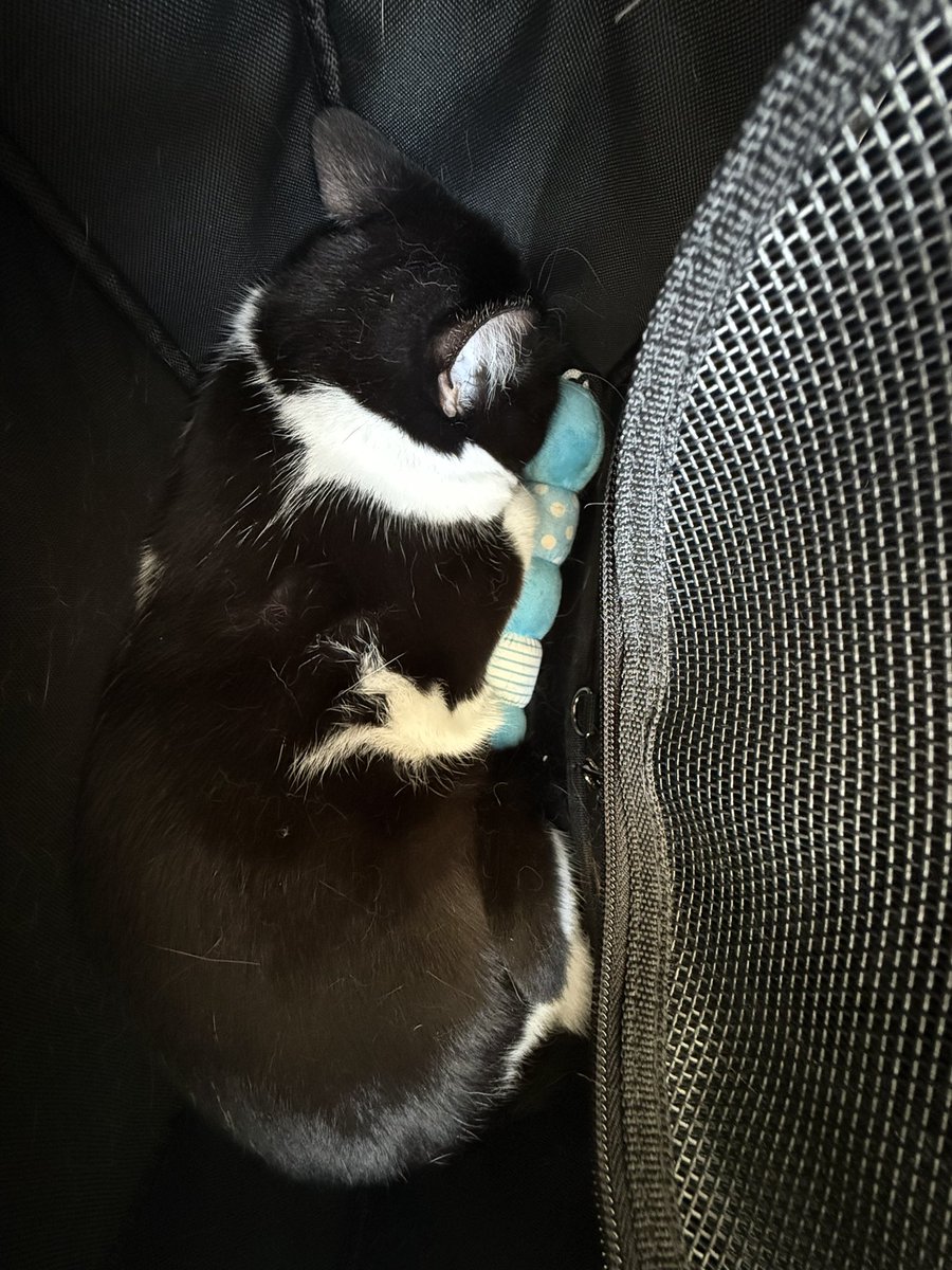 colony_mfg's tweet photo. 動物病院なう、石のように固まってる https://t.co/YX698H9DDw