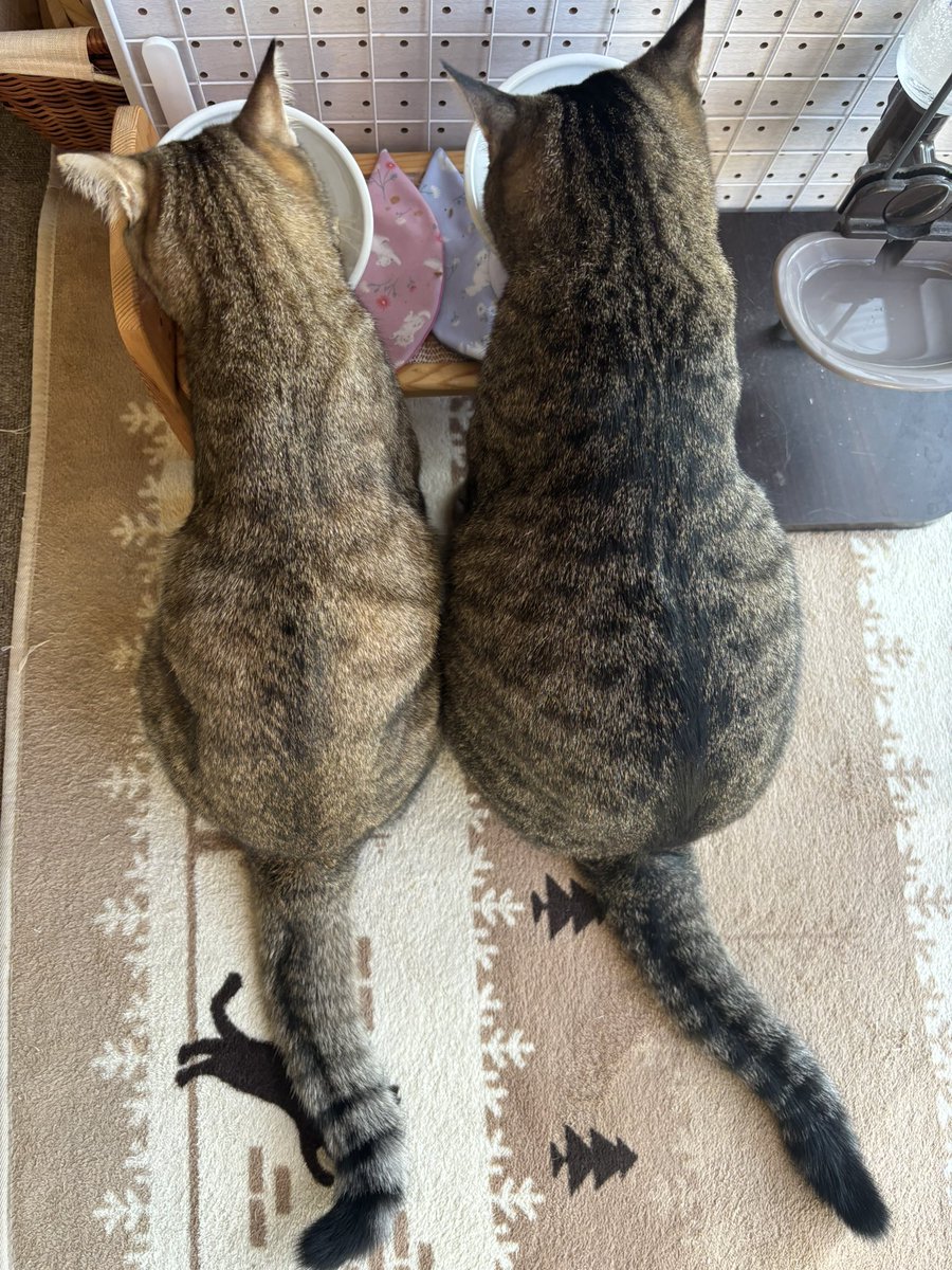 rumi526's tweet photo. うちのニャンズはいつも一緒🥰ᩚトイレのタイミングまで同じ😂可愛すぎて今日も下僕は気が狂いそうです🤣 https://t.co/HiJRyzbkW7