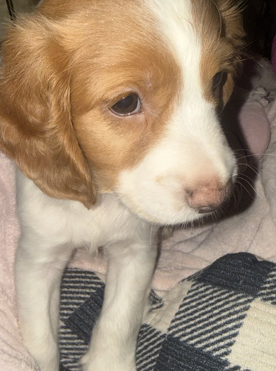 bstrat515's tweet photo. @diamondape69 Newest Puppy… https://t.co/o5vWPbPD6G